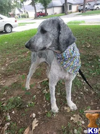 Poodle stud dog