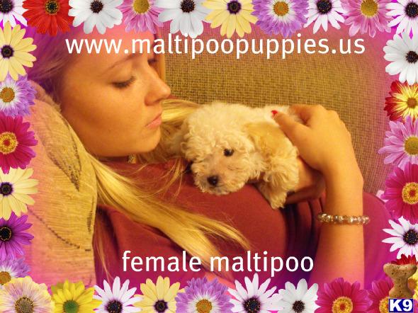 Maltipoo