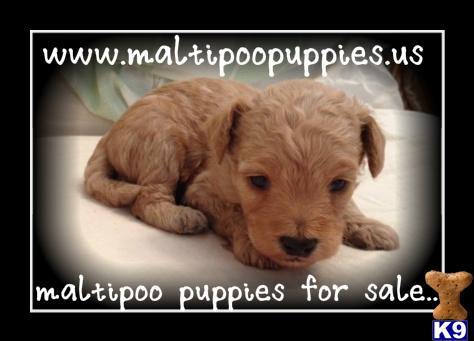 Maltipoo