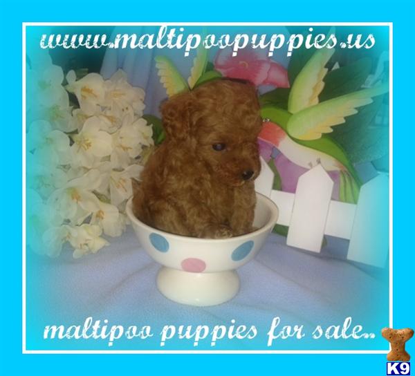 Maltipoo