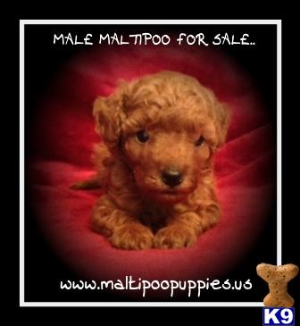 Maltipoo