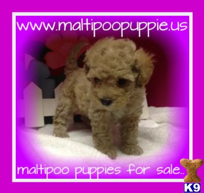 Maltipoo