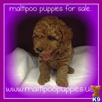 Maltipoo