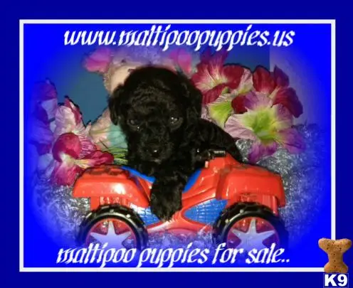 Maltipoo puppy for sale