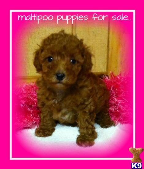 Maltipoo