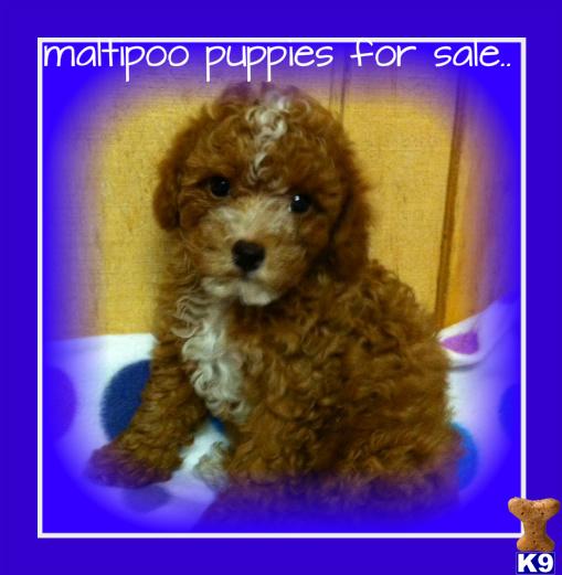 Maltipoo