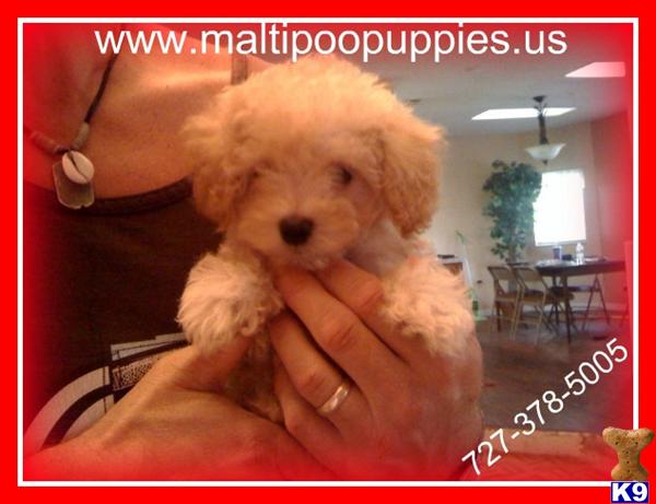 Maltipoo