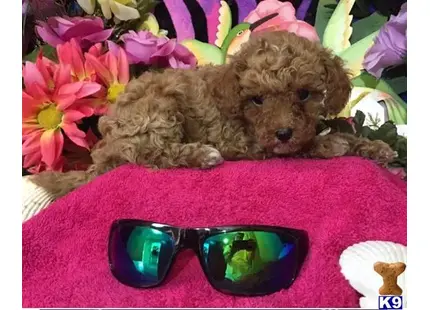 a maltipoo dog lying on a bed next to a pair of sunglasses