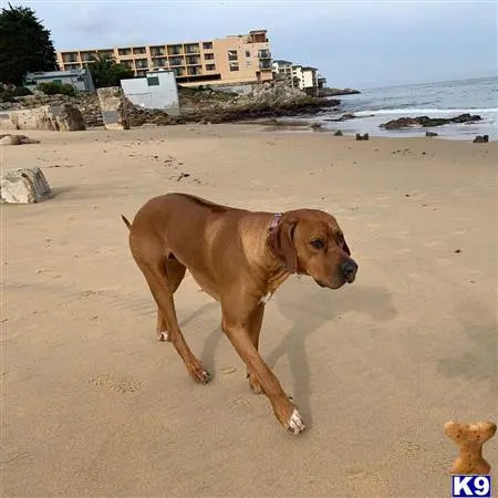 Rhodesian Ridgeback stud dog