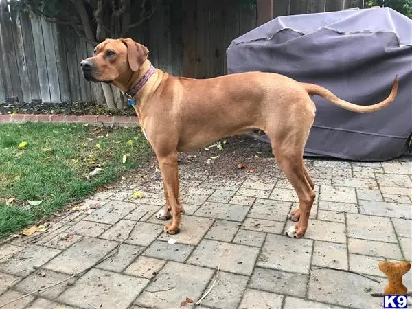 Rhodesian Ridgeback stud dog