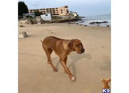 Rhodesian Ridgeback