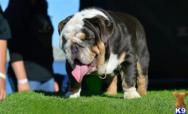 Bulldog stud dog: a bulldog dog with its mouth open