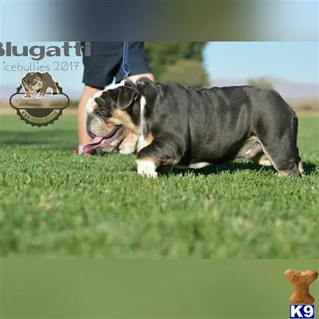Bulldog stud dog: a bulldog dog running on grass