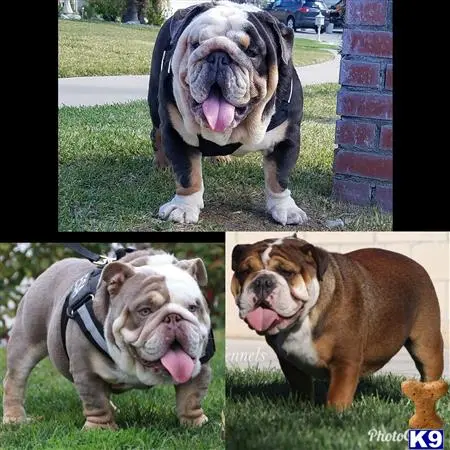 Bulldog stud dog: a collage of a bulldog dog