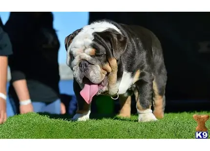 Bulldog stud dog: a bulldog dog with its mouth open