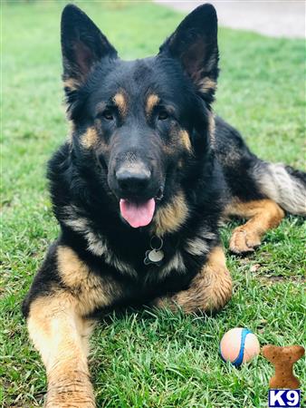 a german shepherd dog lying on grass