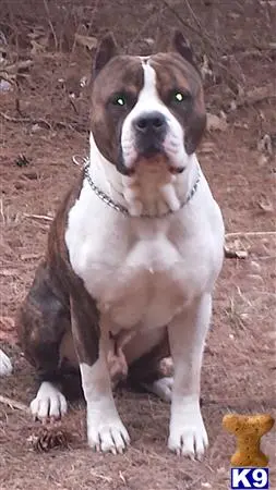 American Staffordshire Terrier