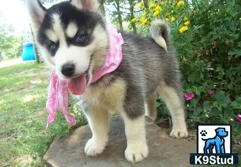 Siberian Husky puppy for sale