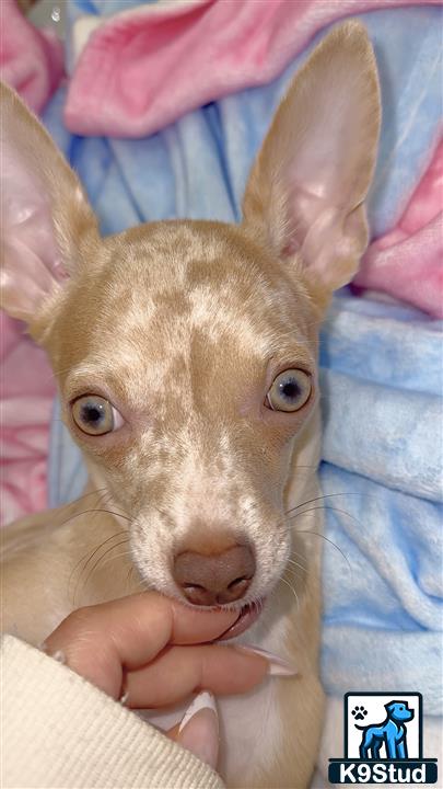 a chihuahua dog with a human face
