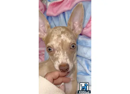 a chihuahua dog with a human face