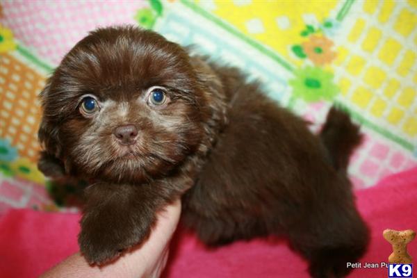 petit jean puppies petitjeanpuppies yahoo k9stud homepage petit jean puppies petitjeanpuppies yahoo k9stud homepage