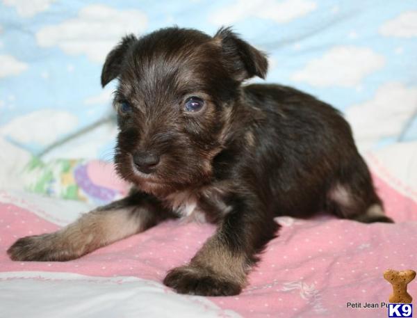 petit jean puppies miniature schnauzer puppy for sale beautiful liter of miniature schnauzer puppies petit jean puppies miniature schnauzer puppy for sale beautiful liter of miniature schnauzer puppies