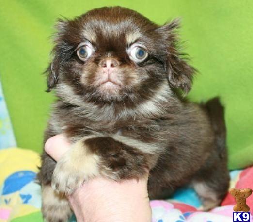 sleeve pekingese puppies