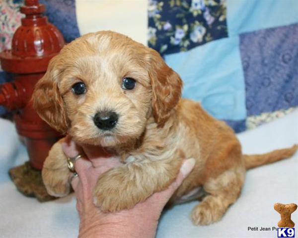 petit jean puppies petitjeanpuppies yahoo k9stud homepage petit jean puppies petitjeanpuppies yahoo k9stud homepage