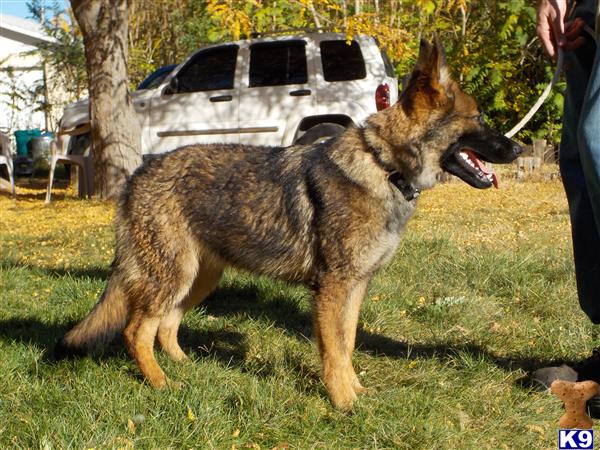 German Shepherd