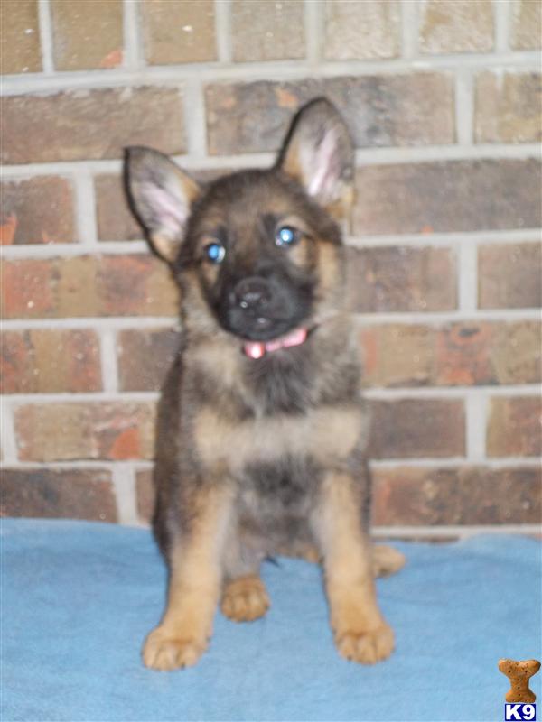 German Shepherd