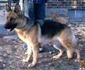 German Shepherd