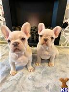 french bulldog puppy posted by pets4saleteam