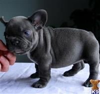 french bulldog puppy posted by pets4saleteam