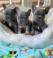 french bulldog puppy posted by pets4saleteam