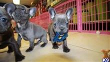 french bulldog puppy posted by pets4saleteam