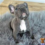 french bulldog puppy posted by pets4saleteam