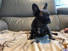french bulldog puppy posted by pets4saleteam