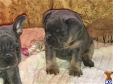 french bulldog puppy posted by pets4saleteam