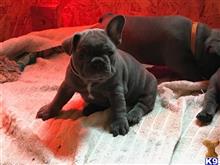 french bulldog puppy posted by pets4saleteam