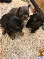 french bulldog puppy posted by pets4saleteam