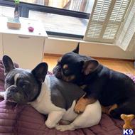 french bulldog puppy posted by pets4saleteam