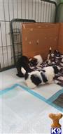 shih tzu puppy posted by pets4saleteam