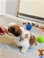 shih tzu puppy posted by pets4saleteam