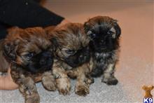 shih tzu puppy posted by pets4saleteam