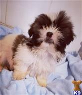 shih tzu puppy posted by pets4saleteam