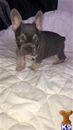 french bulldog puppy posted by pets4saleteam