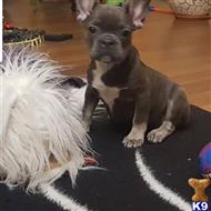 french bulldog puppy posted by pets4saleteam