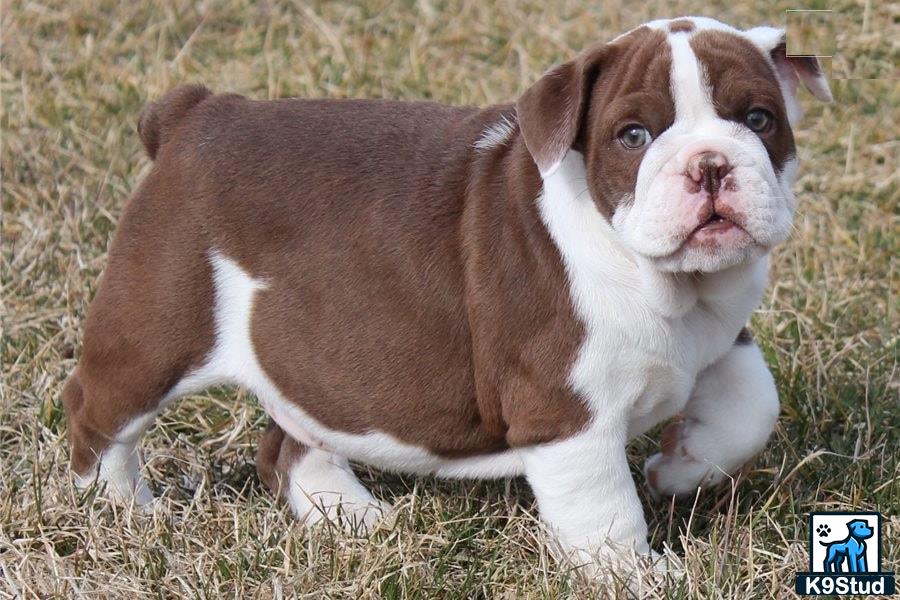 a brown and white english bulldog dog