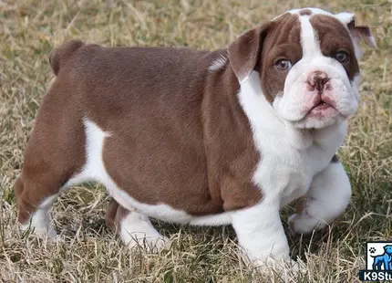 a brown and white english bulldog dog