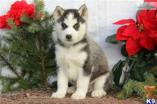 Siberian Husky puppy for sale